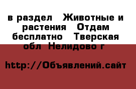  в раздел : Животные и растения » Отдам бесплатно . Тверская обл.,Нелидово г.